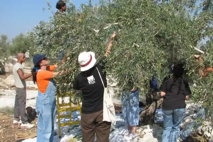 International and local volunteers picking olives together in a West Bank grove during the annual Palestinian olive harvest