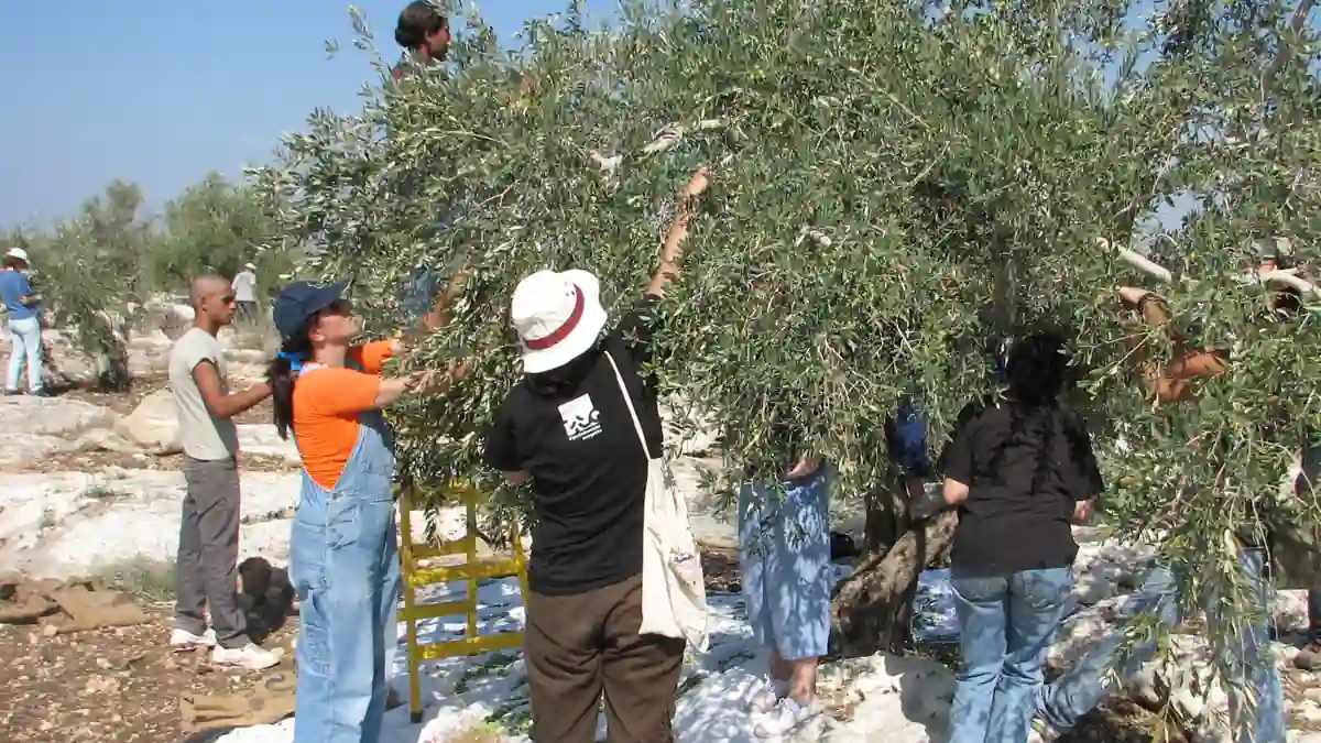 International and local volunteers picking olives together in a West Bank grove during the annual Palestinian olive harvest