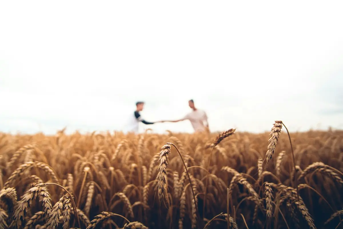 Crop field used as an illustrative image for Surrey farmland coverage