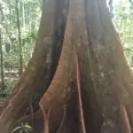 Tachigali versicolor, commonly called the suicide tree