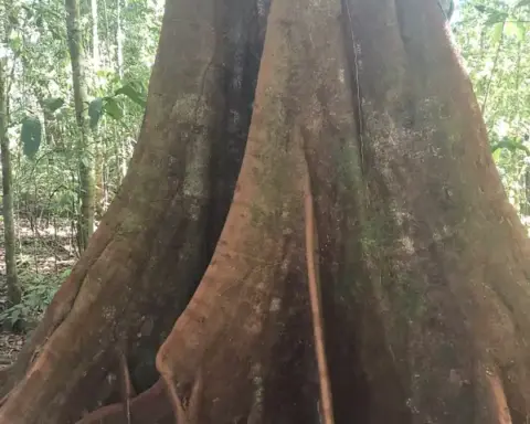 Tachigali versicolor, commonly called the suicide tree