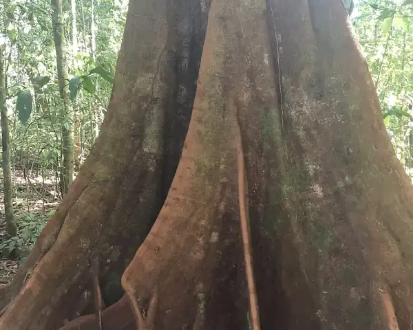 Tachigali versicolor, commonly called the suicide tree