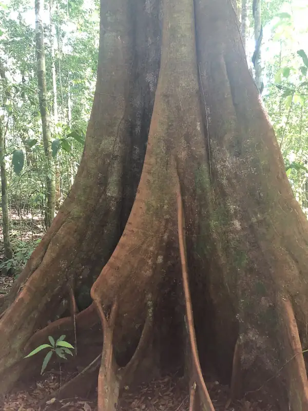 Tachigali versicolor, commonly called the suicide tree