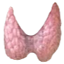Human thyroid gland anatomy diagram