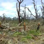 Torn tree canopies and scattered debris after a coastal tornadic storm event in New South Wales bushland