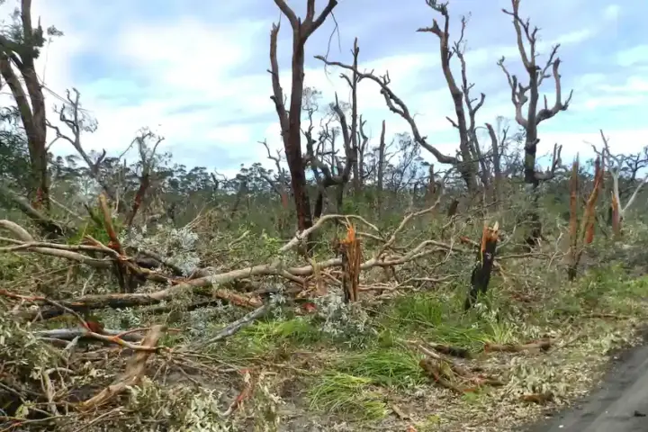 Torn tree canopies and scattered debris after a coastal tornadic storm event in New South Wales bushland