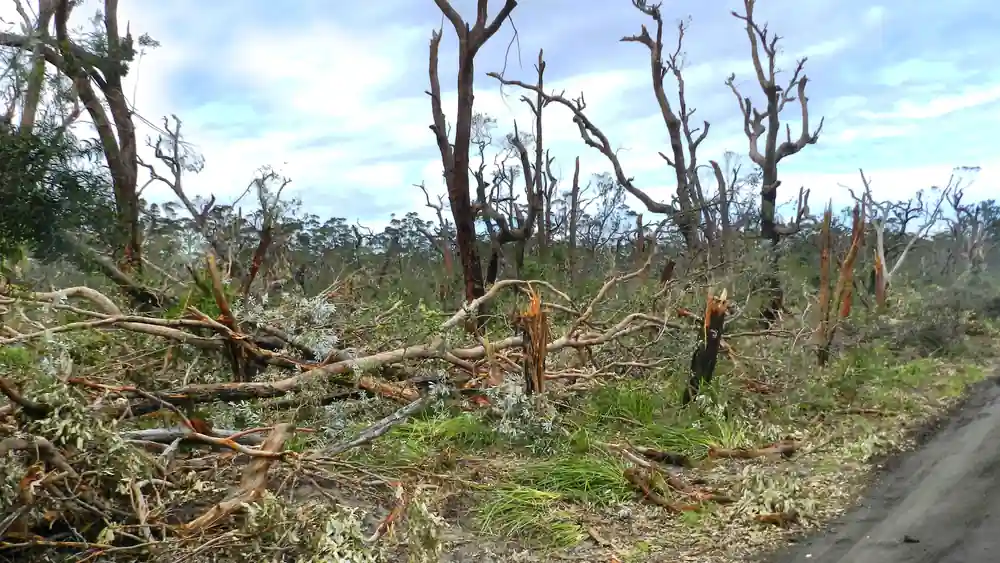 Torn tree canopies and scattered debris after a coastal tornadic storm event in New South Wales bushland