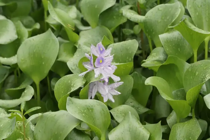 Water hyacinth growing on freshwater