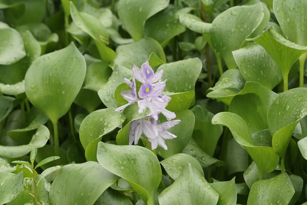 Water hyacinth growing on freshwater