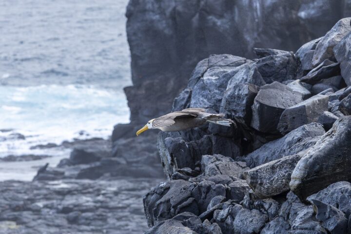 A waved albatross flying over the ocean near Española Island