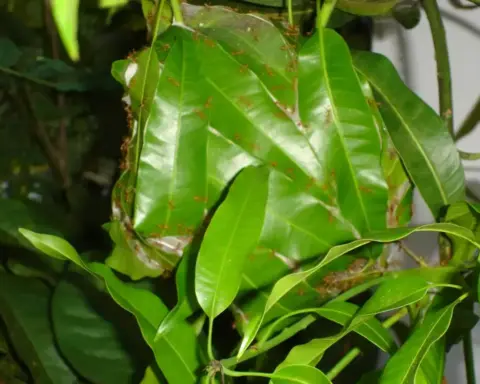 Red weaver ants building a leaf nest on a mango tree