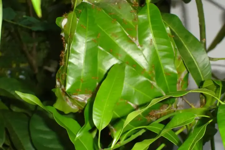 Red weaver ants building a leaf nest on a mango tree