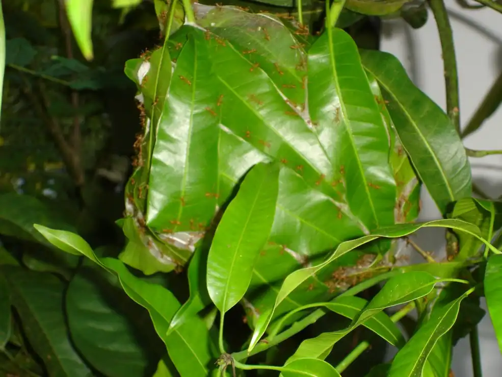 Red weaver ants building a leaf nest on a mango tree