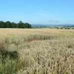 Ground-level photograph of golden wheat stalks stretching toward the horizon under an open sky across European agricultural farmland.