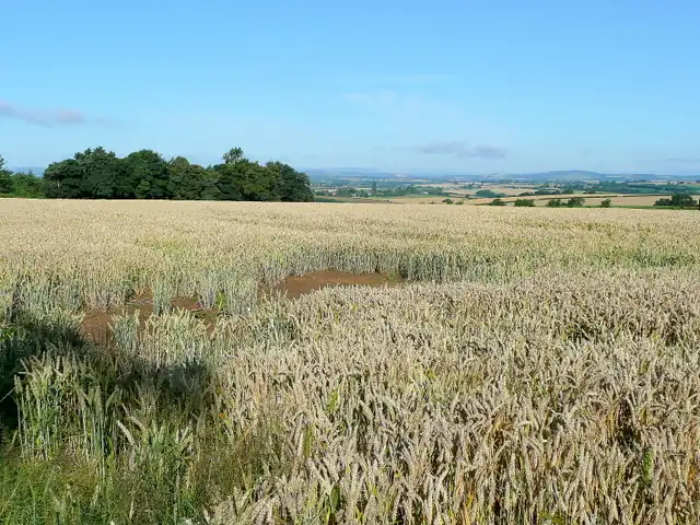 Ground-level photograph of golden wheat stalks stretching toward the horizon under an open sky across European agricultural farmland.