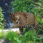 A wild jaguar with distinctive rosette-patterned fur moving through dense green tropical forest undergrowth.