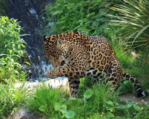 A wild jaguar with distinctive rosette-patterned fur moving through dense green tropical forest undergrowth.
