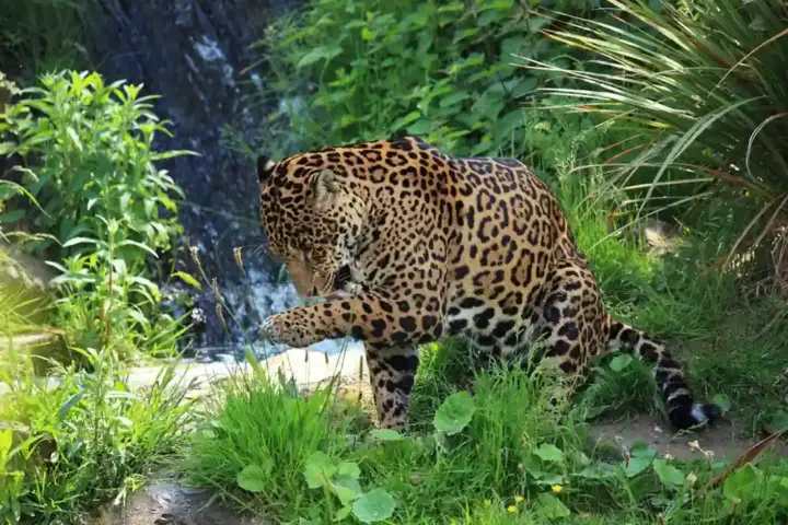 A wild jaguar with distinctive rosette-patterned fur moving through dense green tropical forest undergrowth.