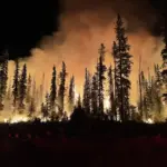 A wildfire burning at night in a national forest.