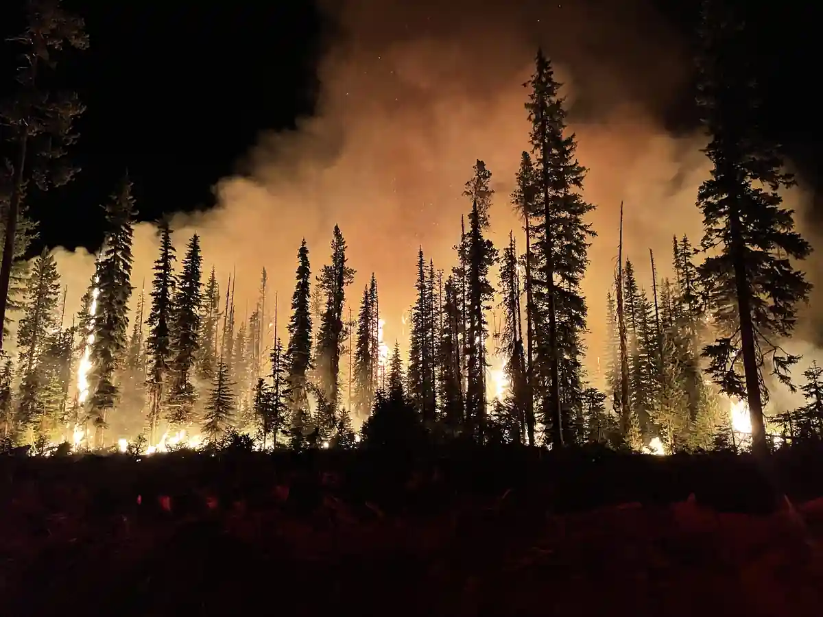 A wildfire burning at night in a national forest.