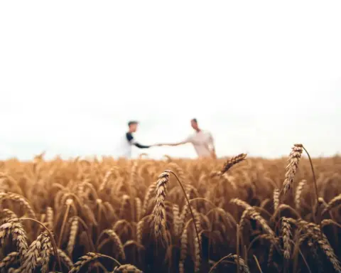 Cornfield used as an illustrative image for nitrogen-management fact-check coverage