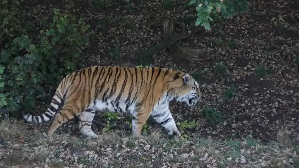 Amur tiger at Yorkshire Wildlife Park