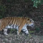 Amur tiger at Yorkshire Wildlife Park
