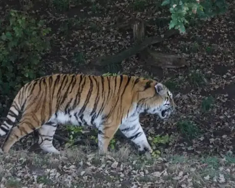 Amur tiger at Yorkshire Wildlife Park
