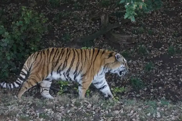Amur tiger at Yorkshire Wildlife Park