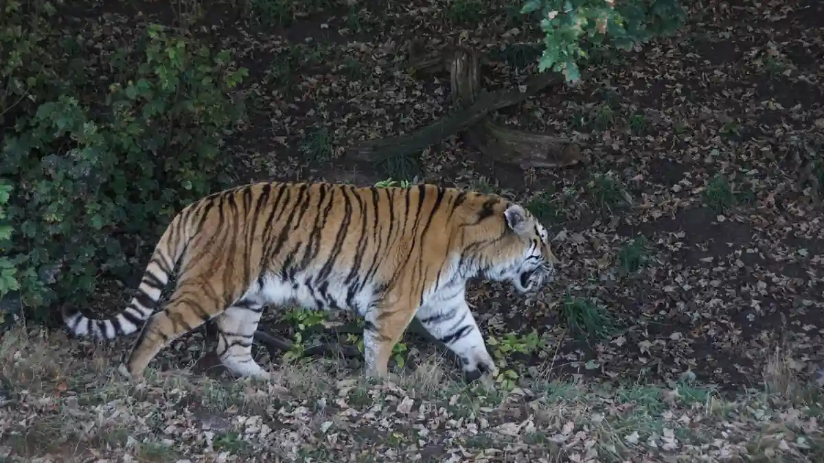 Amur tiger at Yorkshire Wildlife Park