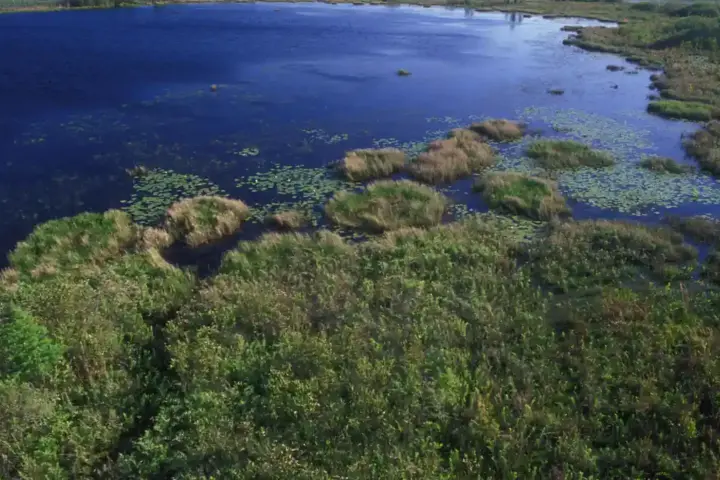 Aerial view of wetlands in Georgia, relevant to review of a proposed data-center permit in Effingham County.